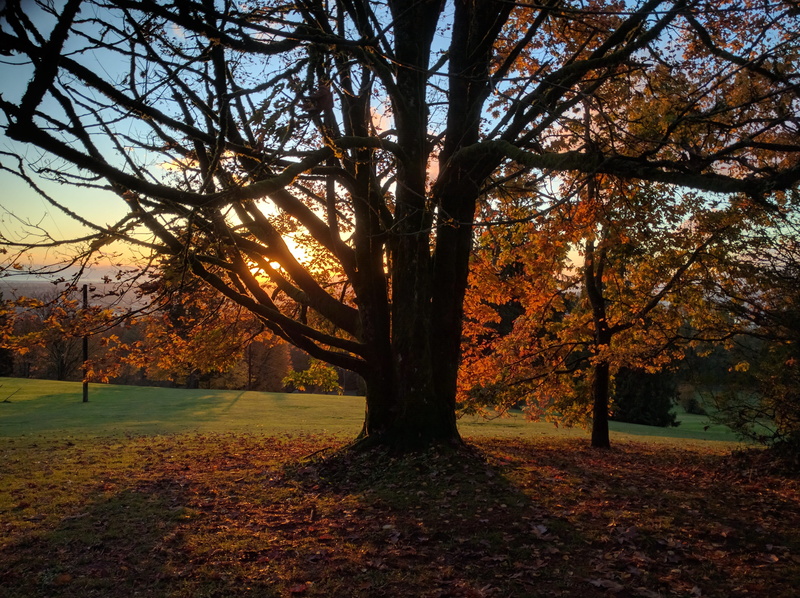 autumn, tranquility, day, mountain, park, tree, Burnaby Mountain, beauty in nature, land, bc, trunk, no people, plant, sunlight, british columbia, orange color
