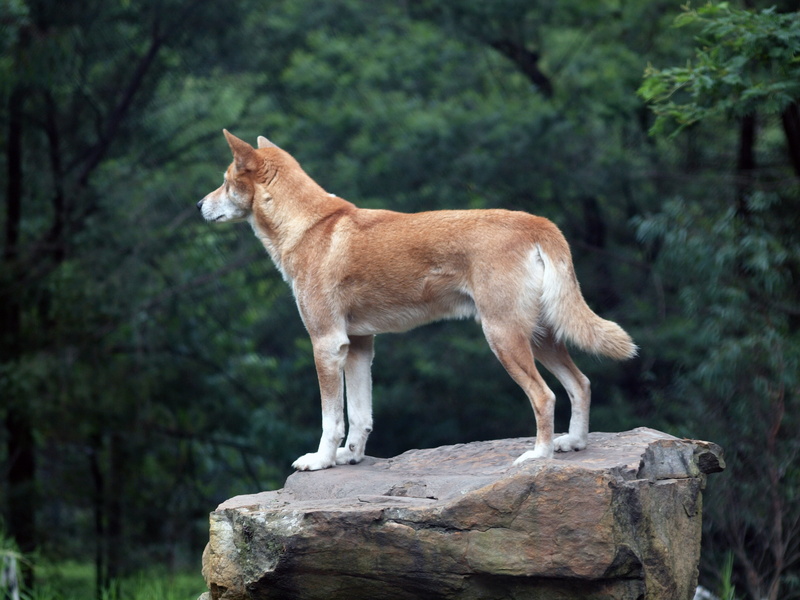wild, rock - object, queensland, canis, animal, stands, predator, mammal, domestic animals, island, fraser, side view, outback, animal themes, tall, formation