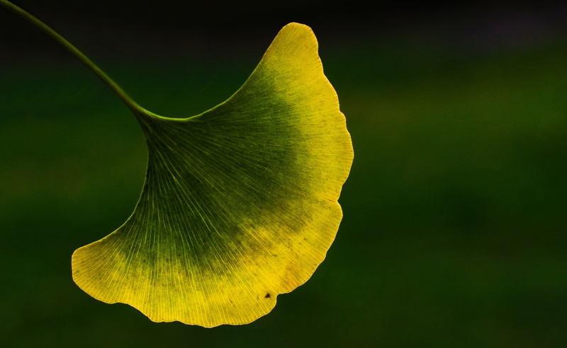 October, growth, 2K, Aero, morton, vulnerability, ginkgobiloba, Macro, arboratum, outdoors, focus on foreground, close-up, nikon, Colors, inflorescence