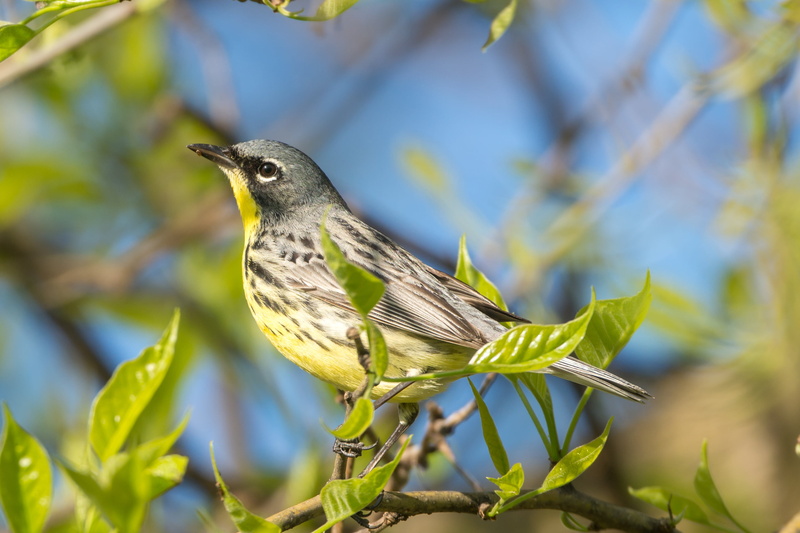 yellow bird, nature, Wood Warbler, tree branch, Kirtlands  Warbler, bird, outdoors, branch, Birds, yellow, Kirtlands Warbler, kirtland, animal, Chordata