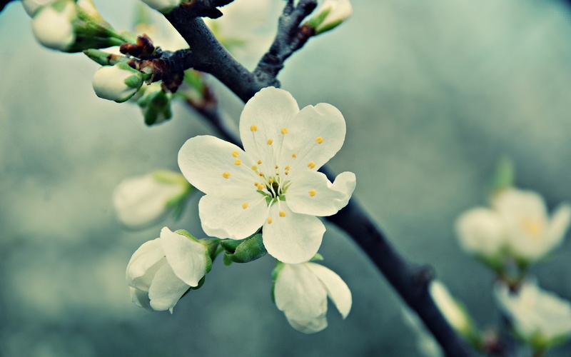 Petals, 2K, Cherry, Flowers, White, Bloom, Spring