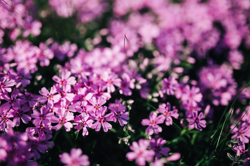 lilac, blossom, freshness, 4K, background, blooming, spring, vulnerability, close-up, plant, springtime, Pink, flowers, flowering plant, no people, botany