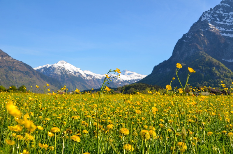 spring, mountains, scenics - nature, switzerland, bloom, snowcapped mountain, yellow, alpine, no people, mountain peak, nature, day, field, glarus, land