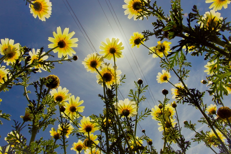 blue sky, image, foto, angle, low angle, sky, yellow, 2K, summer, sunflower, low, pic, flower, sun  flower, Spring, view, plant, imagen, photographer