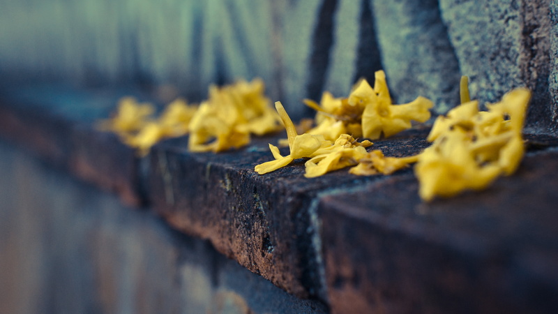 4K, imagen, autumn, secas, amarillo, dried, photo, photographer, Summer, pic, foto, petal, image, Yellow, Flores, Fallen, Flowers, photography, end, fotografia