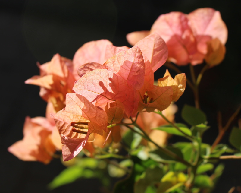 bracts, bougainvillea, no people, fragility, summer, orange, nature, vine, pink, vulnerability, growth, flowers, freshness, 4K, rose, inflorescence, flower