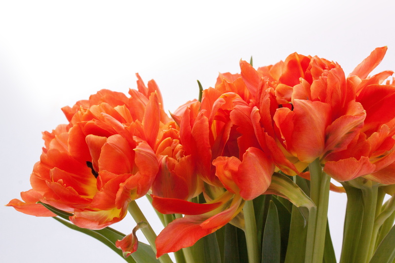 white background, plant, flora, studio shot, tulip, schnittblume, red, flower arrangement, orange color, no people, flower head, flowers, green, freshness