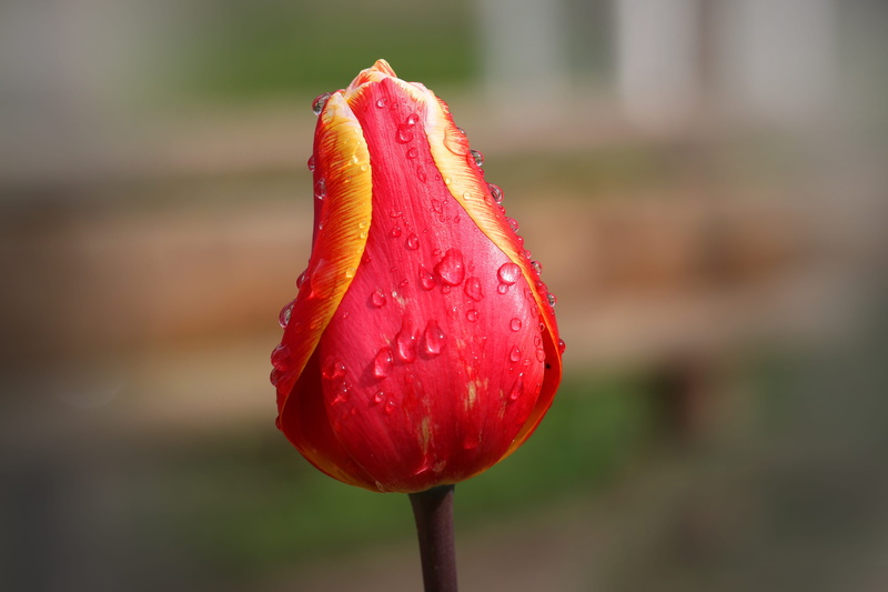 flower, red tulips, flora, close-up, drop, outdoors, red, flowering plant, yellow, spring, color, petal, flowers, focus on foreground, plant, freshness