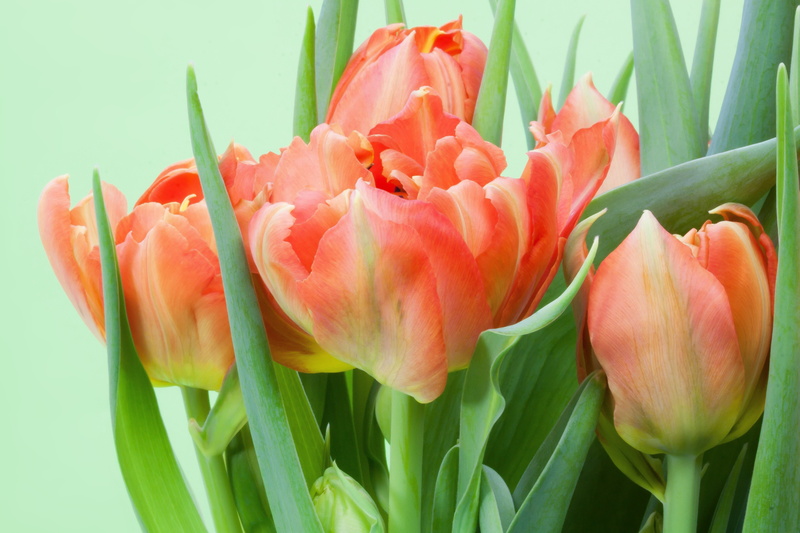 blossom, botany, tulip, beauty in nature, pink Color, green color, inflorescence, growth, bloom, vulnerability, green, petal, flowers, bouquet, spring