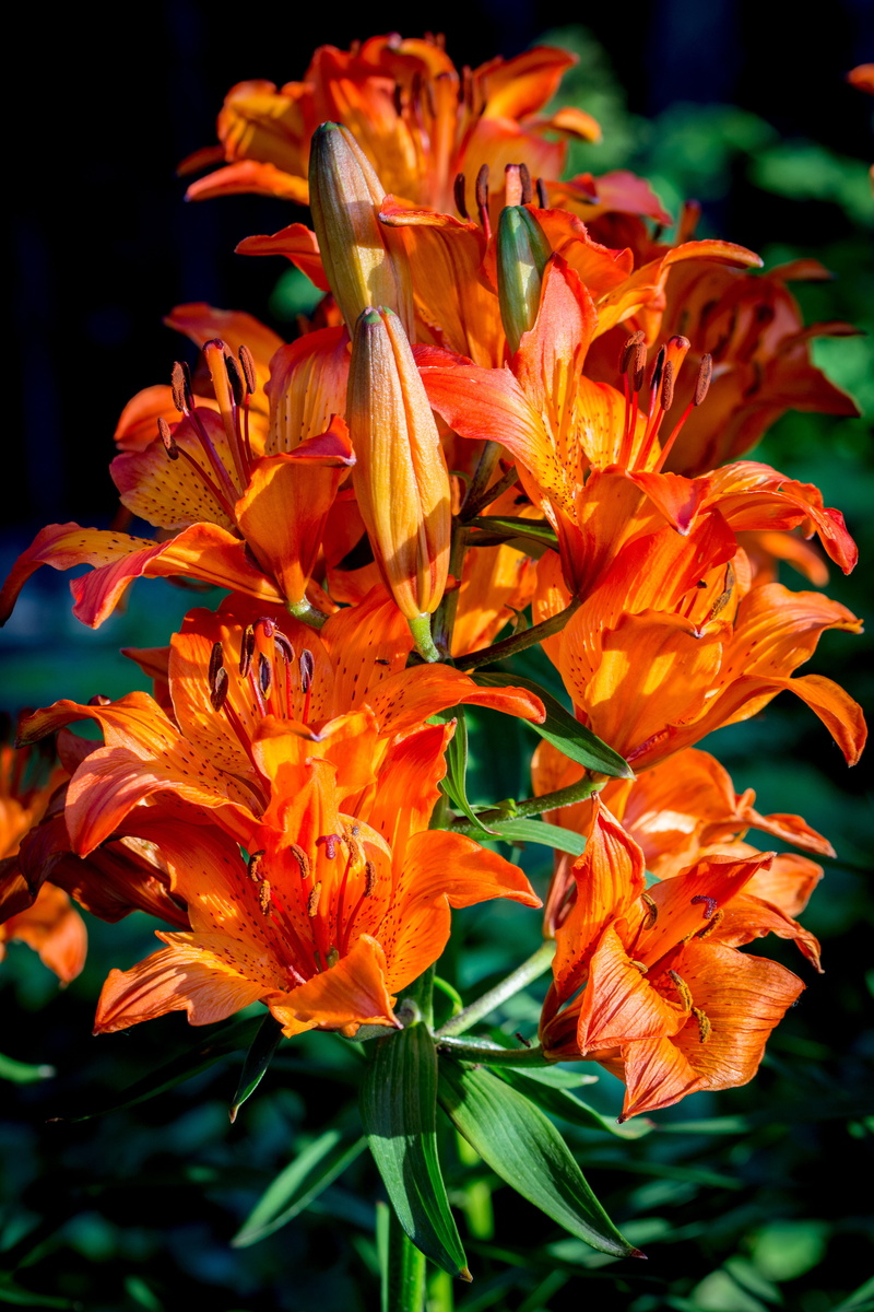 leaf, perianth, freshness, light, botany, fire-lily, vulnerability, flora, flower bud, growth, umbel, flower, umbel stand, flowering plant, orange, red