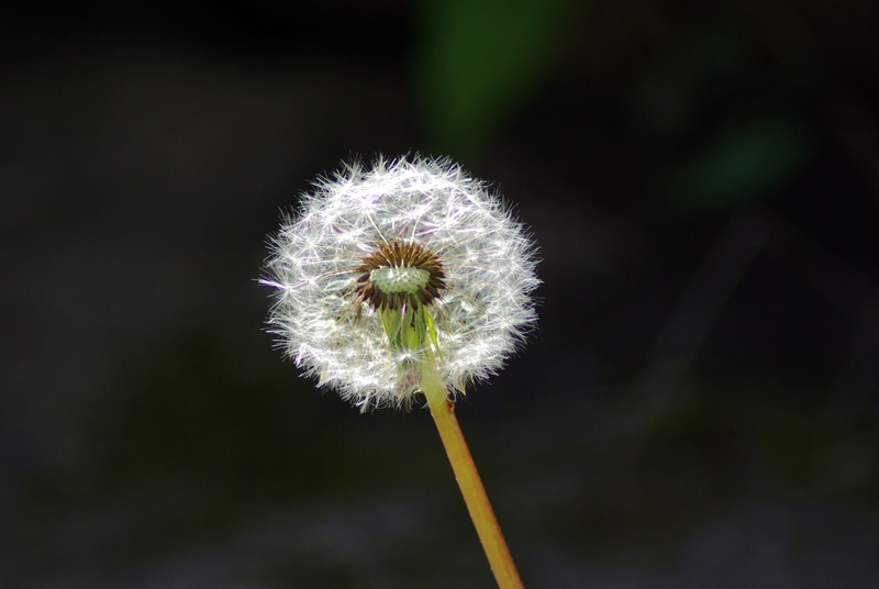 inflorescence, day, outdoors, flower head, growth, clock, 4K, achenes, dandelion seed, no people, focus on foreground, composite, dandelion, softness
