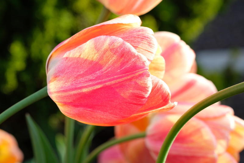 orange, spring, flower, fragility, blossomed, growth, violet, flower head, close-up, plant, spring flower, close, petal, macro, salmon, gardening, bloom