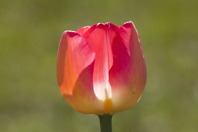 4K, lily family, blossom, inflorescence, soft focus, garden, tulip, focus on foreground, freshness, flower bracts, green, plant stem, springtime, white