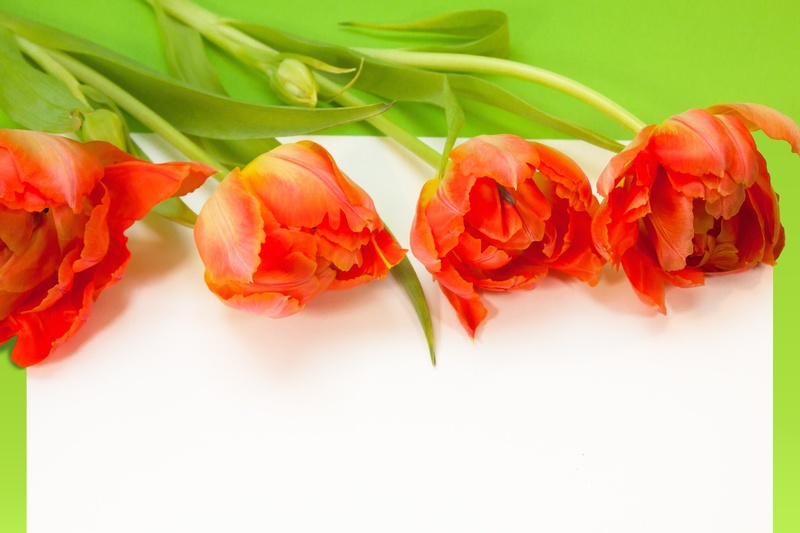 petal, indoors, studio shot, leaves, flower bracts, inflorescence, plant, close-up, spring awakening, flower head, no people, bouquet, side by side, nature