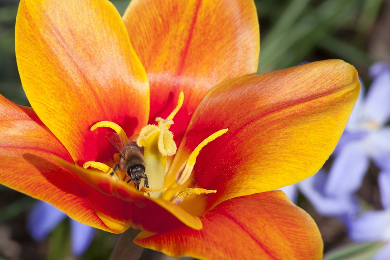 photography, petal, spring, animal wildlife, invertebrate, beauty in nature, tulipa kaufmannia, nature, pollen, flower, plant, 4K, animal themes, schnittblume