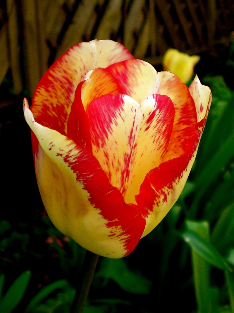 flower bracts, yellow, fragility, nature, day, 1080P, beauty in nature, tulip, no people, petal, inflorescence, freshness, blossom, outdoors, red, growth
