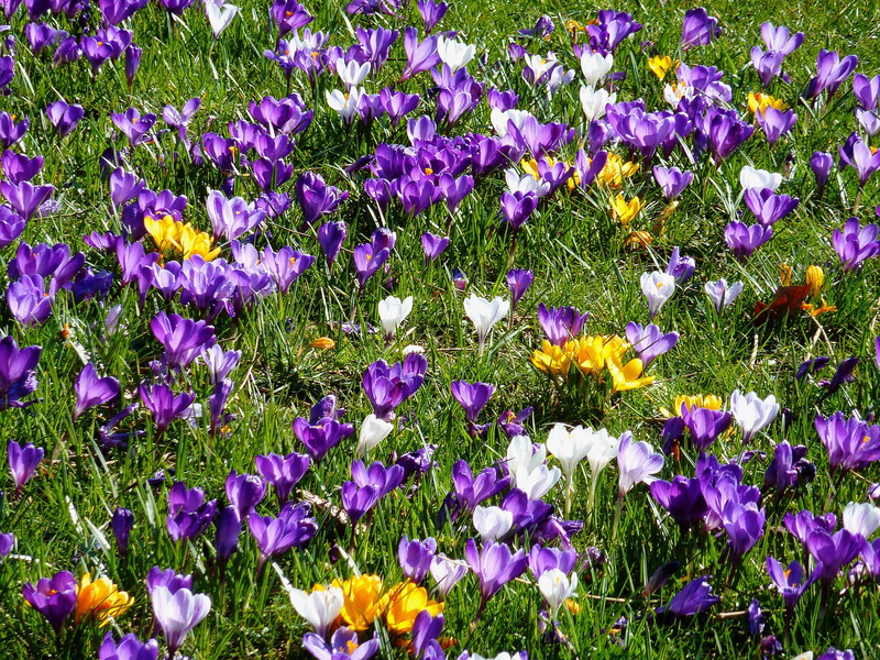 land, tubers, spring, park, flower head, no people, schwertliliengewaechs, freshness, beauty in nature, plant, vulnerability, purple, fragility, flower bracts