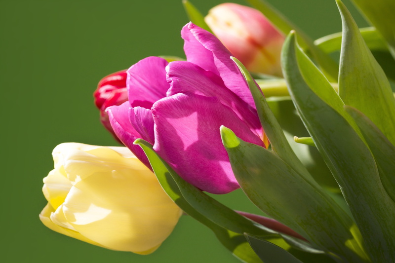 plant, fragility, vulnerability, blossom, close-up, plant part, flora, leaf, no people, yellow, tulips, beauty in nature, flowering plant, growth, schnittblume