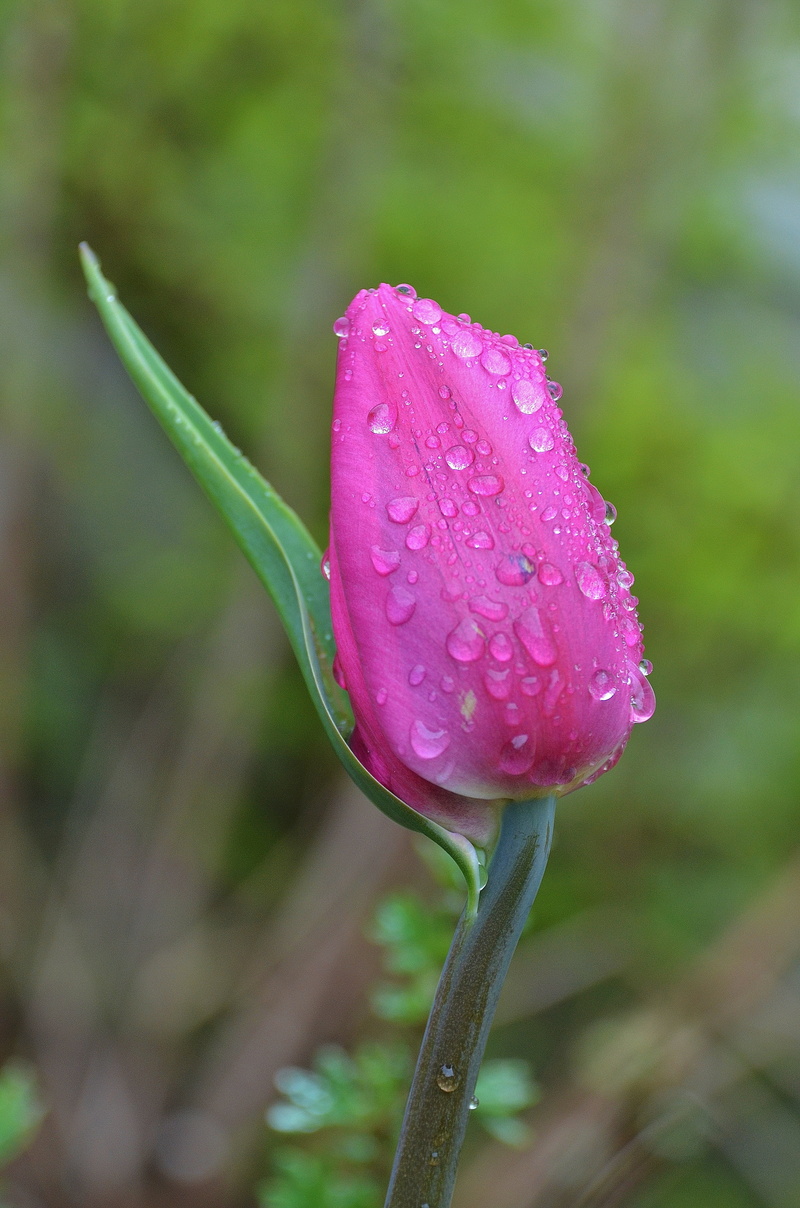 tulips, photos, nature, wet, bracts, flora, 4K, beauty In Nature, pink, pink color, drop, fragility, macro, close-up, flower, inflorescence, vulnerability