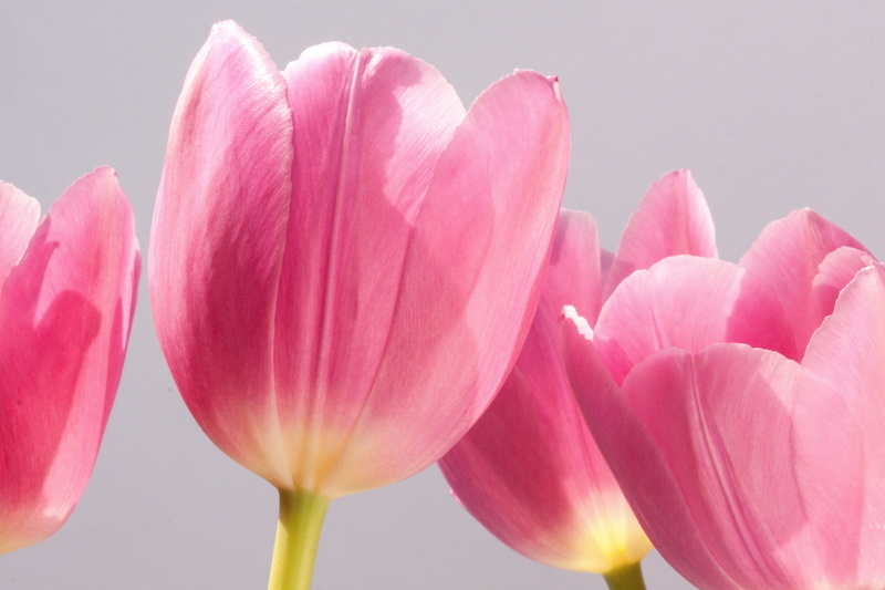 blossom, pink, 4K, studio shot, flower, bloom, spring, four, macro, pink Color, day, beauty In Nature, tulip, tulips, nature, vulnerability, outdoors