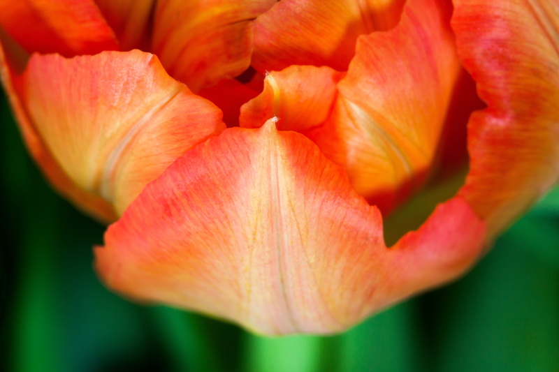 springtime, spring, tulip, frühlingsanfang, yellow, petal, blossom, flower, flora, close-up, schnittblume, nature, vulnerability, flower head, green, spring awakening