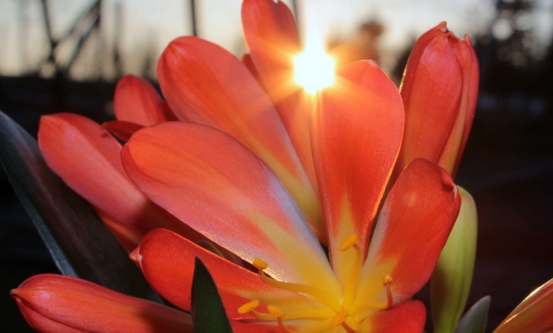 orange, morning sun, sun, amaryllidaceae, focus on foreground, houseplant, flower, day, pollen, Hybrid, sunshine, 2K, vulnerability, growth, colorful