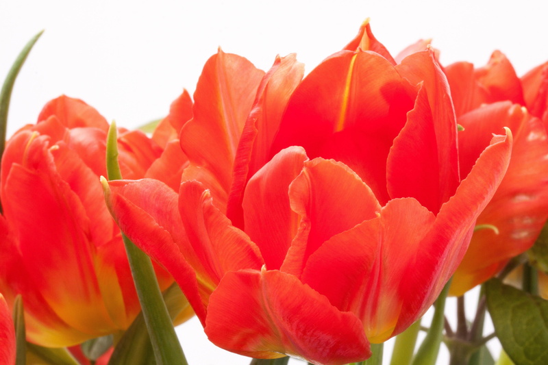 tulip, vulnerability, close-up, no people, growth, red, blossom, salmon, Lily, day, leaf, white background, 4K, bloom, inflorescence, flower, softness