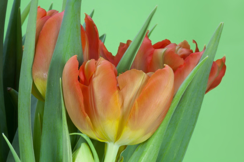 flower bracts, tulips, spring, macro, spring awakening, schnittblume, outdoors, bouquet, plant part, vulnerability, flowers, petal, green, lily, fragility
