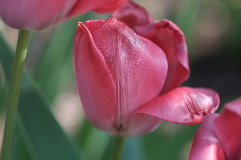 close, plant, fragility, pink, flowers, bright, Tulip, soft focus, no people, beauty in nature, schnittblume, bloom, softness, day, pink color, vulnerability