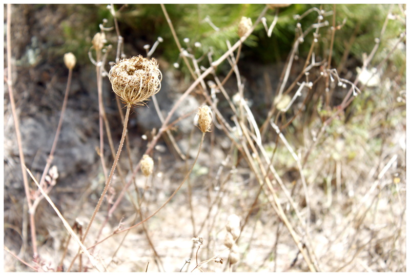 Composites, fragility, bloom, plant stem, pointed flower, inflorescences, day, close-up, focus on foreground, involucral bracts, wilted plant, idyll, plant