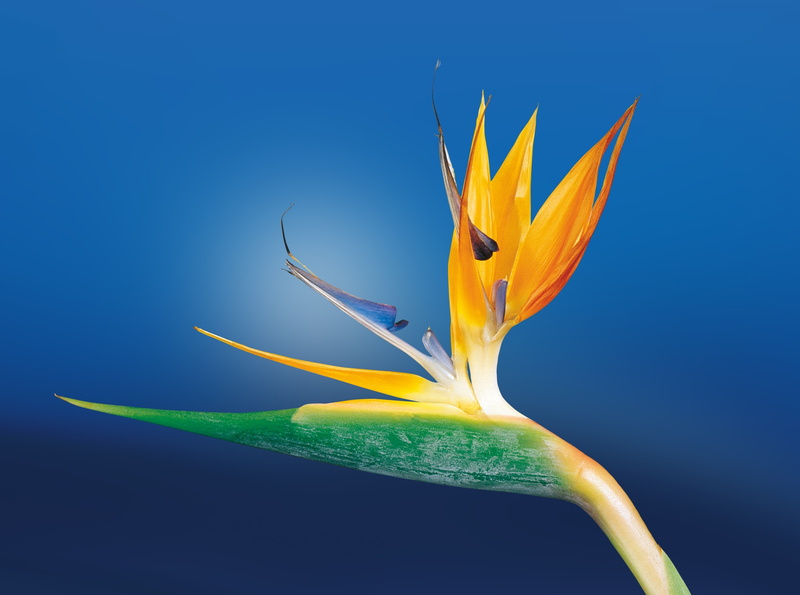 blue background, paradise, background, Flowers, birds, flowering plant, bird, close-up, yellow, no people, petal, strelitziaorchids, 4K, Orange, softness