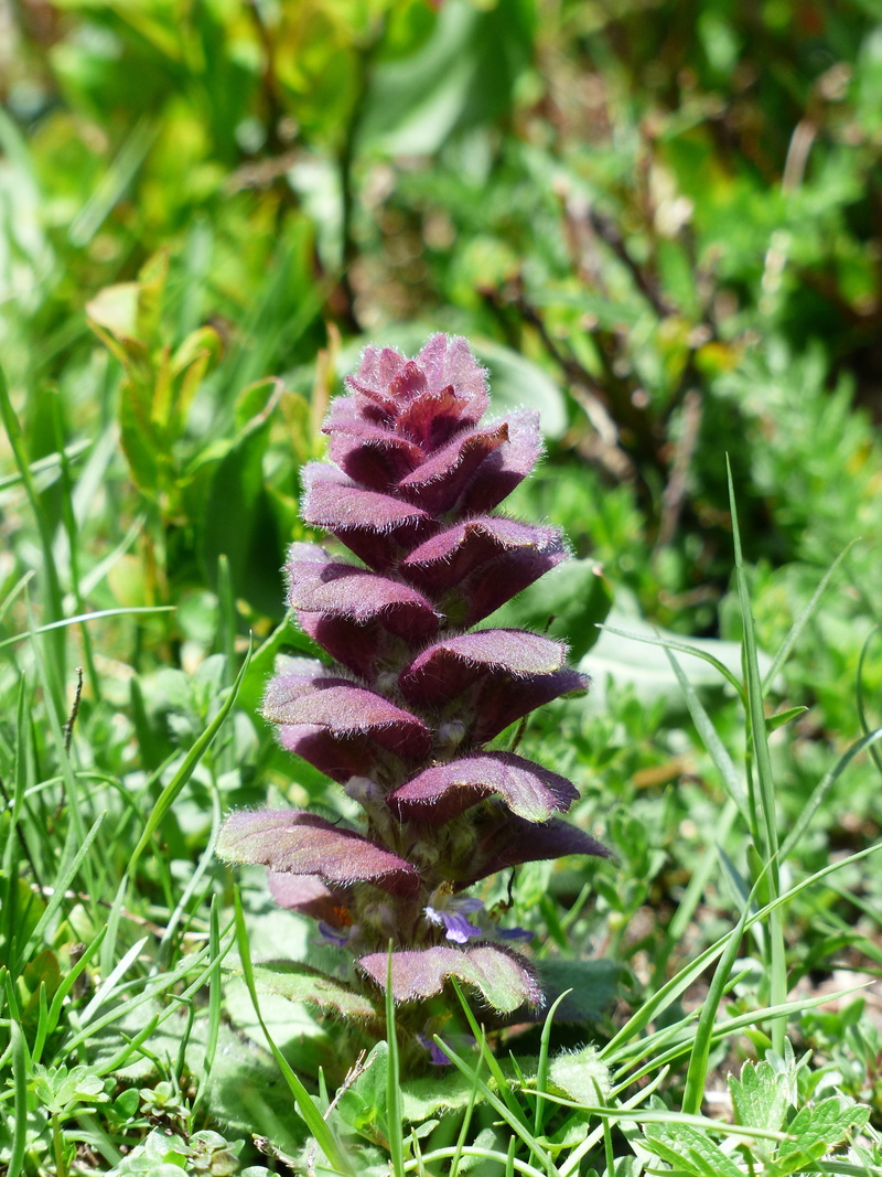 ellyptic, hair, leaves, pink color, fragility, red, nature, flowers, reddish, flower, ajuga pyramidalis l, pyramid, lamiaceae, outdoors, medicinal plant
