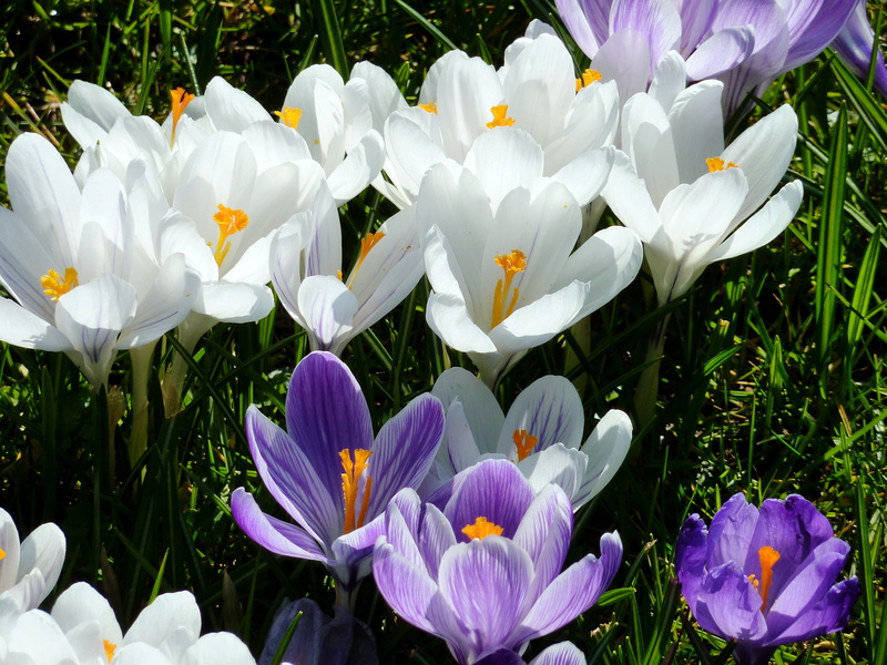land, springtime, flower bracts, anther, early bloomer, high angle view, fragility, saffron, pollen, flowering plant, flowerbed, day, orient, iris, inflorescence