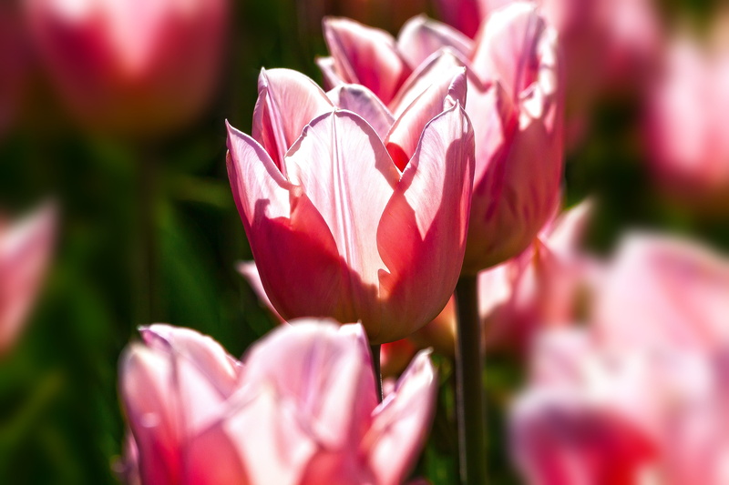 focus on foreground, flower, petal, schnittblume, tulipa, lilies, inflorescence, garden, flowerbed, freshness, bloom, fragility, flowering plant, vulnerability