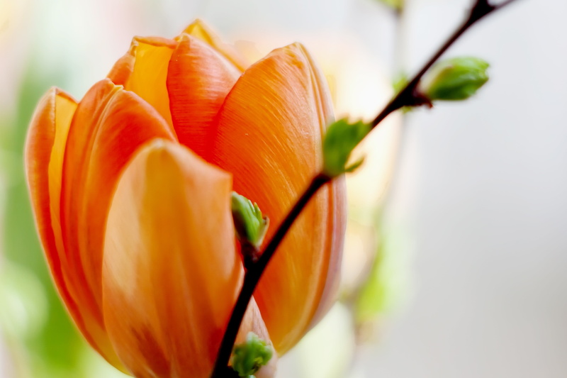 vulnerability, orange color, 5K, nature, schnittblume, close, tulip, flower bracts, inflorescence, blossom, beauty in nature, blossomed, fragility, focus on foreground