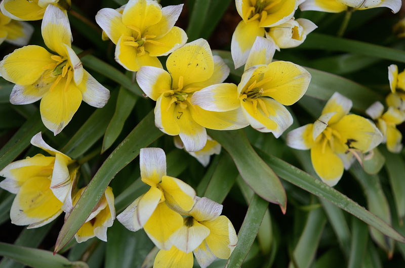 tulips, background, flowers, spring, natural, close-up, flower head, photos, no people, lily, yellow, 4K, white, red, plant, botany, flowering plant, purple