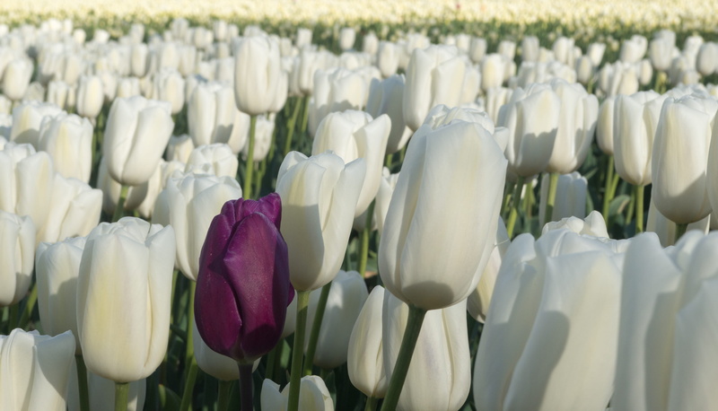 nature, nederland, netherlands, day, white, inflorescence, flowering plant, close-up, 4K, holland, flower head, fragility, tulp, white color, bunch of flowers