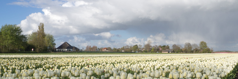 house, cloud - sky, tulp, 4K, netherlands, plant, crop, growth, rural scene, farm, agriculture, nature, holland, agricultural building, outdoors, built structure