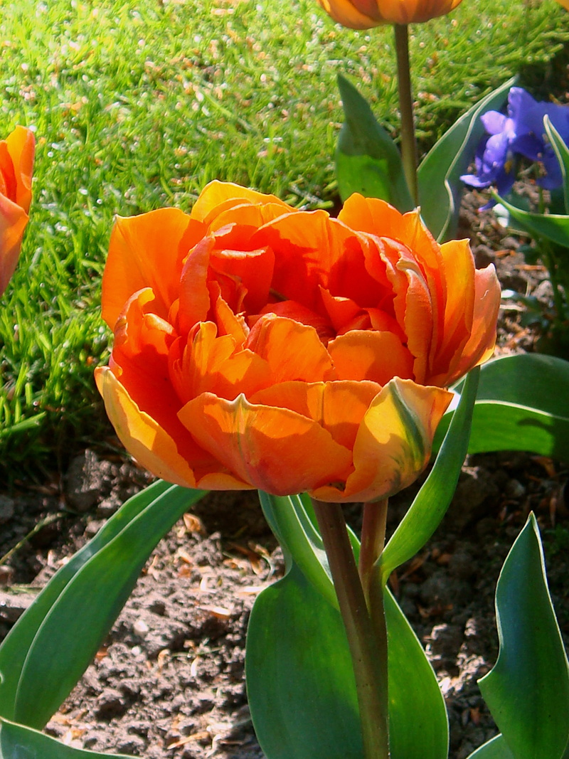 bloom, 2K, spring, field, inflorescence, flowerbed, growth, oranje tulp, petal, flowering plant, fragility, bulb netherlands, orange color, no people