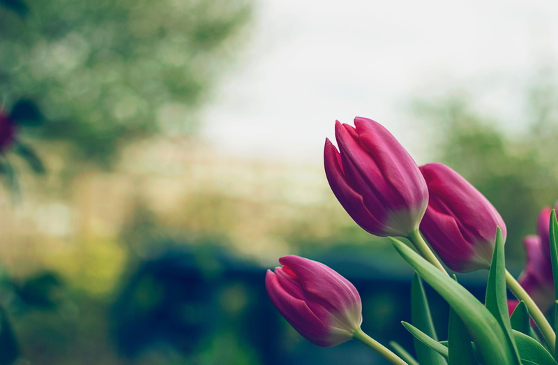 nature, growth, flowering plant, red, floral, no people, field, blooming, tulip, vulnerability, freshness, day, petal, tulips, close, inflorescence, beauty in nature