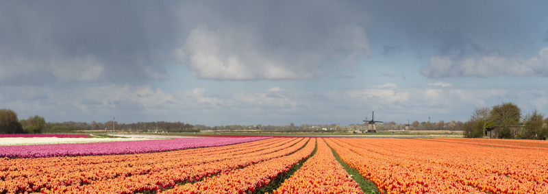 netherlands, landscape, rural scene, sky, tranquility, agriculture, tulip, scenics - nature, no people, freshness, plant, growth, tulp, springtime, beauty in nature