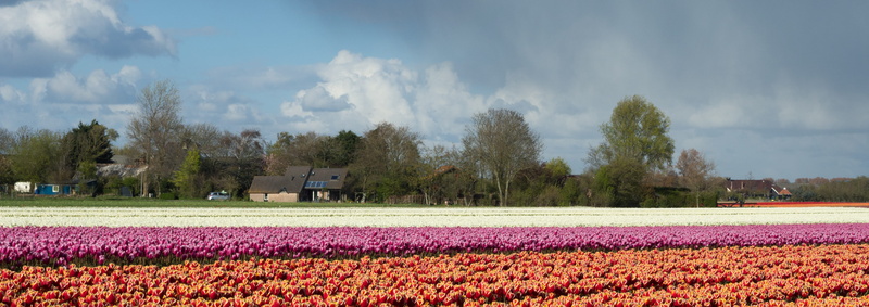environment, color, tulp, flowerbed, sky, freshness, cloud - sky, nederland, growth, outdoors, beauty in nature, flowering plant, tranquility, netherlands