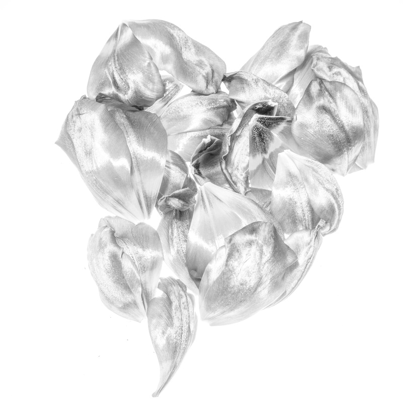 dry, rose, jewelry, Bloem, no people, freshness, aluminium, Flower, Tulip, apparel, accessories, indoors, flower head, flowering plant, Tulp, petal, blossom