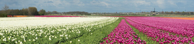 nature, flowers, pink color, freshness, sky, tulp, beauty in nature, environment, tulip, landscape, tranquility, plant, nederland, flower, scenics - nature
