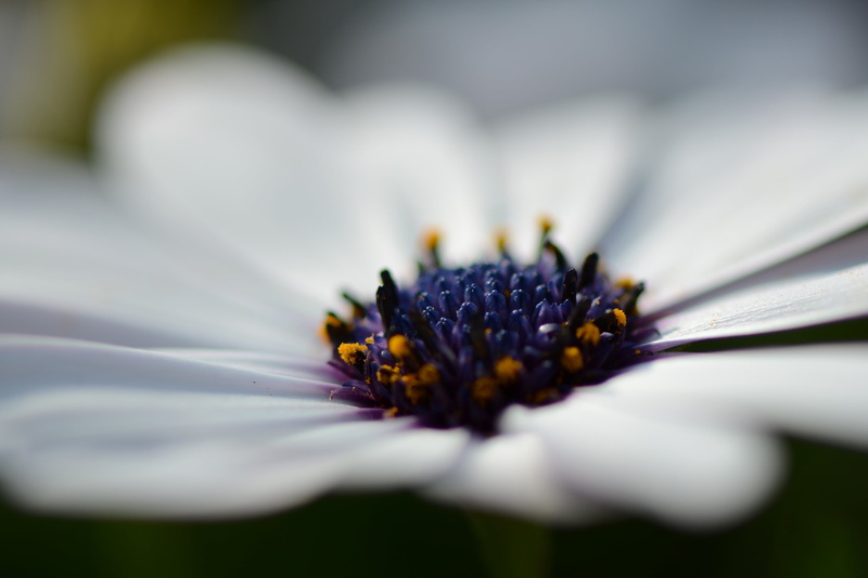 no People, white, micro, nature, green Color, bloem, daisy, 2K, chamomile Plant, photo, Heart, close, summer, petaled, petal, purple, nikon  d5100, springtime