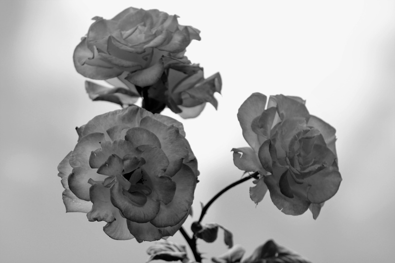 inflorescence, day, focus on foreground, mood, rose - flower, outdoors, studio shot, nature, bloem, black white, fragility, black and white, bloesem, close-up