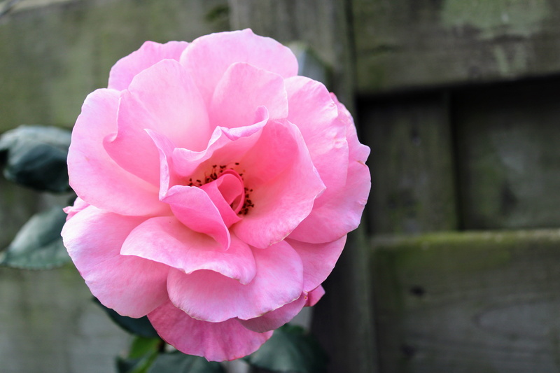 roses flowers, day, the roses bloom, outdoors, passion, petal, pink, insect, flower, garden, pink color, bloesem, beauty, focus on foreground, rose, bloeien