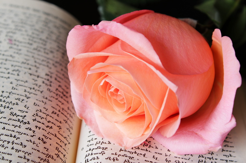 pink, book, bloesem, feeling, flower head, beauty in nature, roze, fragility, freshness, no people, love, petals, flower, rose - flower, beauty, rose, nature