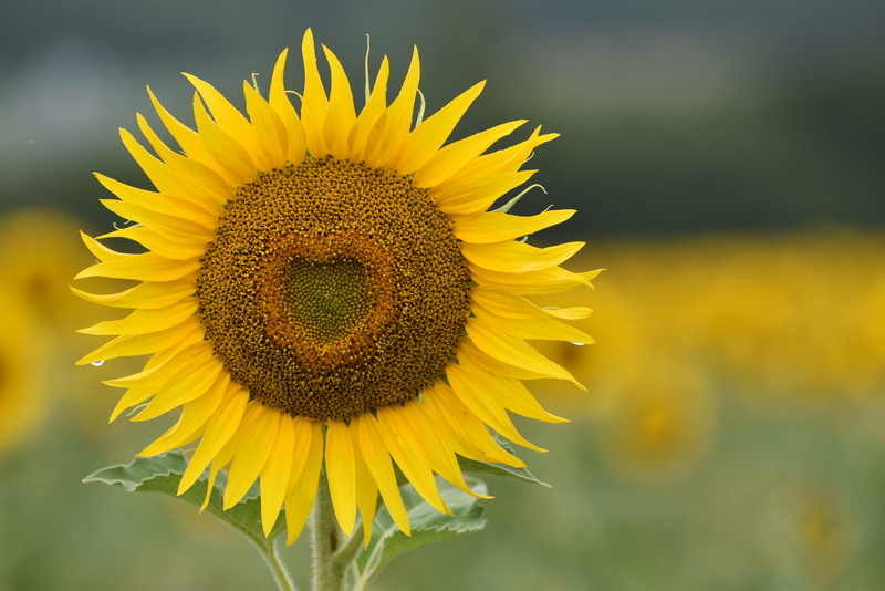 flower head, bloem, yellow, inflorescence, sunflower, france, flower, sunny, flowering plant, petal, geel, freshness, heart, field, 4K, fragility, close-up