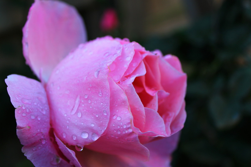 flower garden, drop, flower, rose - flower, raindrop, bloom, petals, pink rose, water, beauty in nature, petal, drops, growth, roses flowers, fragility